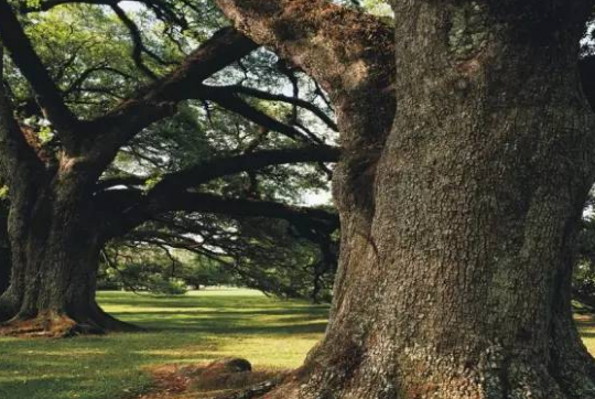 橡木1.png 橡木1.png